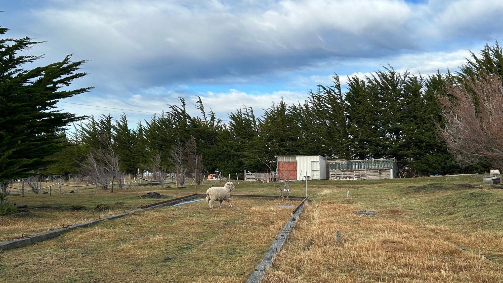Hospedaje Isla Magdalena Punta Arenas Dış mekan fotoğraf